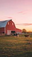 A red barn with cows grazing in front of it photo