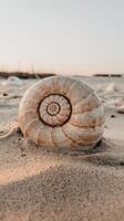 A shell on the beach with a sunset in the background photo