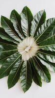 A large group of green leaves arranged in a circle photo