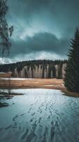 A snowy field with trees and snow photo