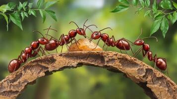 Ants on a log with leaves and branches photo