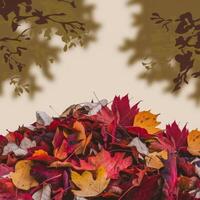 Colored leaves agnst simple background photo
