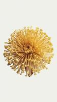 A yellow flower is shown on a white background photo