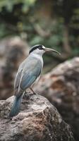 A bird with a long beak sitting on a rock photo