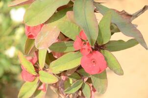 A close up of a plant with red flowers photo