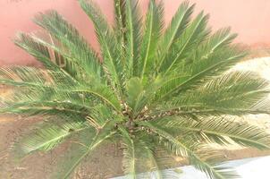 A palm tree with leaves and a flower photo