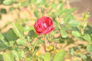 A single red rose is growing in the middle of a green plant photo