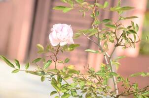 A pink rose is growing on a tree photo