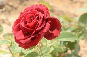 A single red rose is shown in the middle of a field photo