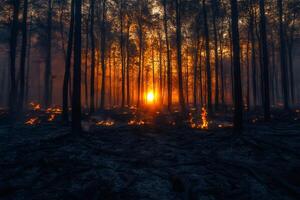 Forest fire burning at sunset creating a dramatic scene.. photo