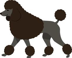 A graceful brown poodle walking elegantly with a fluffy coat and stylish pom-poms in a minimal flat design illustration vector