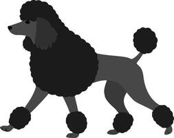 Black poodle walking gracefully in a minimalist design style showcasing its fluffy coat and elegant posture in illustration vector