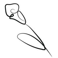 calla lily flower simple icon with stems in line art style drawn with original outline, for logos, designs or ornaments vector