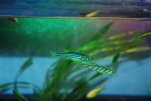 Aquatic serenity with zebra danios in lush freshwater aquarium. Zebrafish, Danio rerio photo