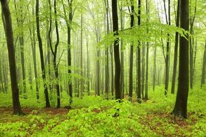 Beech trees in spring forest on a mountain slope in foggy, rainy weather photo