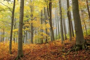 Autumn trees on the background of spruce trees in the fog photo