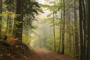 Path through the autumnal forest in foggy weather photo