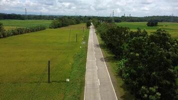 rice fields along the highway video