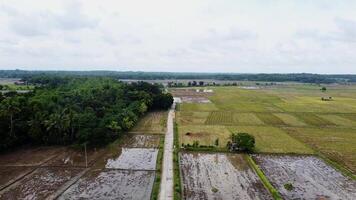 aerial view of rice fields and trees in the countryside video