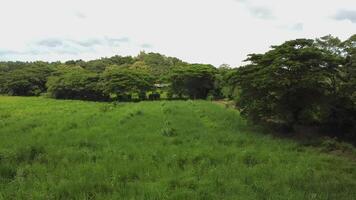 aerial view of a field with green grass and trees video