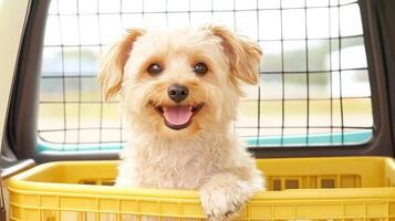 cheerful dog sitting in stylish pet carrier, enjoying sunny day. dog playful expression and fluffy fur create joyful atmosphere photo