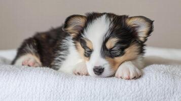 Fluffy tricolored Welsh Corgi puppy sleeping peacefully on soft blanket, radiating warmth and cuteness. This adorable scene captures essence of puppy love photo