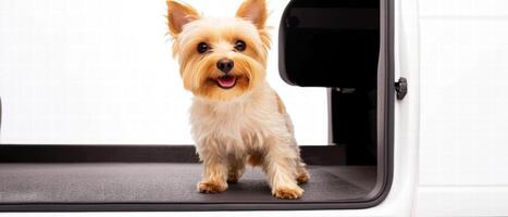 small dog standing in vehicle, looking happy and playful. dog has fluffy coat and bright eyes, creating cheerful atmosphere photo