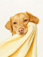close up of dog with towel, looking relaxed and content. fluffy towel adds warmth to scene, showcasing dog gentle expression and soft fur photo