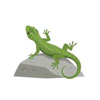 Green lizard on rock, lizard on rock, lizard on rock, lizard on rock, lizard on vector