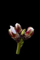 Almond tree buds isolated on black, background, the almond tree blooms earlier than anyone else in Central Asia at the end of February photo