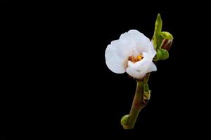 Almond tree buds isolated on black background,, the almond tree blooms earlier than anyone else in Central Asia at the end of February photo