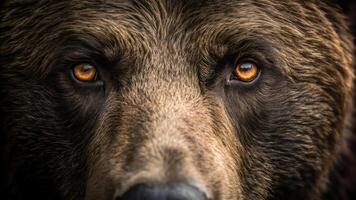 A close up of a brown bear's eyes photo