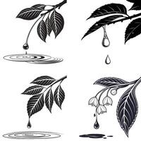 four different types of leaves and water drops vector