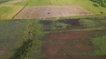Aerial View of Green Fields and Grazing Cows on a Serene Sunny Day in Rural Landscape video