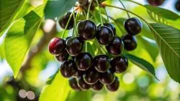 A bunch of black cherries hanging from a tree photo
