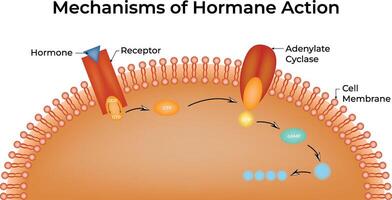 Mechanisms of Hormane Action Science Design Illustration Diagram vector