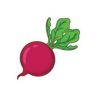 Beetroot with leaves isolated on white background. illustration. vector