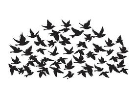 Silhouette of birds in flight on white background, different sizes vector