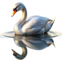 extraordinary creative beautiful modern A graceful swan gliding across a still lake, reflections shimmering on the water's surface, serene and peaceful atmosphere, impressionistic style exclusive... png