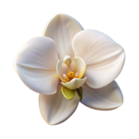 beautiful creative A single, perfect white orchid, with intricate details and soft lighting, botanical illustration style genuine png
