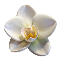 serene minimalist A single, perfect white orchid, with intricate details and soft lighting, botanical illustration style high resolution png