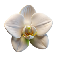stunning abstract A single, perfect white orchid, with intricate details and soft lighting, botanical illustration style exclusive png