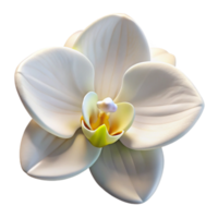 vibrant rustic A single, perfect white orchid, with intricate details and soft lighting, botanical illustration style high quality png