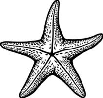 black and white illustration of starfish without background vector