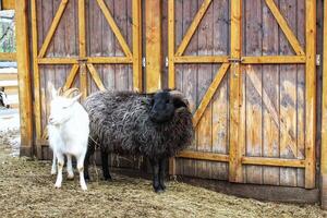 Sheep and goat, sustainable agriculture in rural area. Livestock diversity,black sheep and white goat in natural environment farm setting.Rural development ecological farming practice.Animal husbandry photo