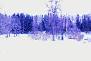 Winter wonderland with snow-covered path through a forest of bare trees. Tranquil and serene landscape with a blue or violet tint photo