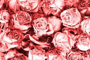 Top view of cluster of red roses in full bloom. Close-up photo of many garden roses with detailed petals in a full frame composition with a monochromatic filter