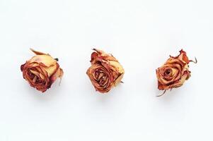 Three dried roses on a white background, showcasing their delicate texture and faded color. Fragility and the passage of time, highlighting the beauty of natural decay. Nature, memory or mortality photo