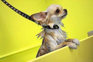 Small tan Chihuahua dog being groomed in a yellow bathtub. Dog grooming, pet care, and hygiene concept. Close-up view of the dog with wet fur photo