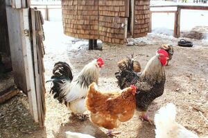 Coop in outdoor farm setting. Free-range chickens and roosters in rural environment. Chicken breeds flock in natural habitat. Domestic hens in farmyard. Sustainable agriculture. Poultry farming photo